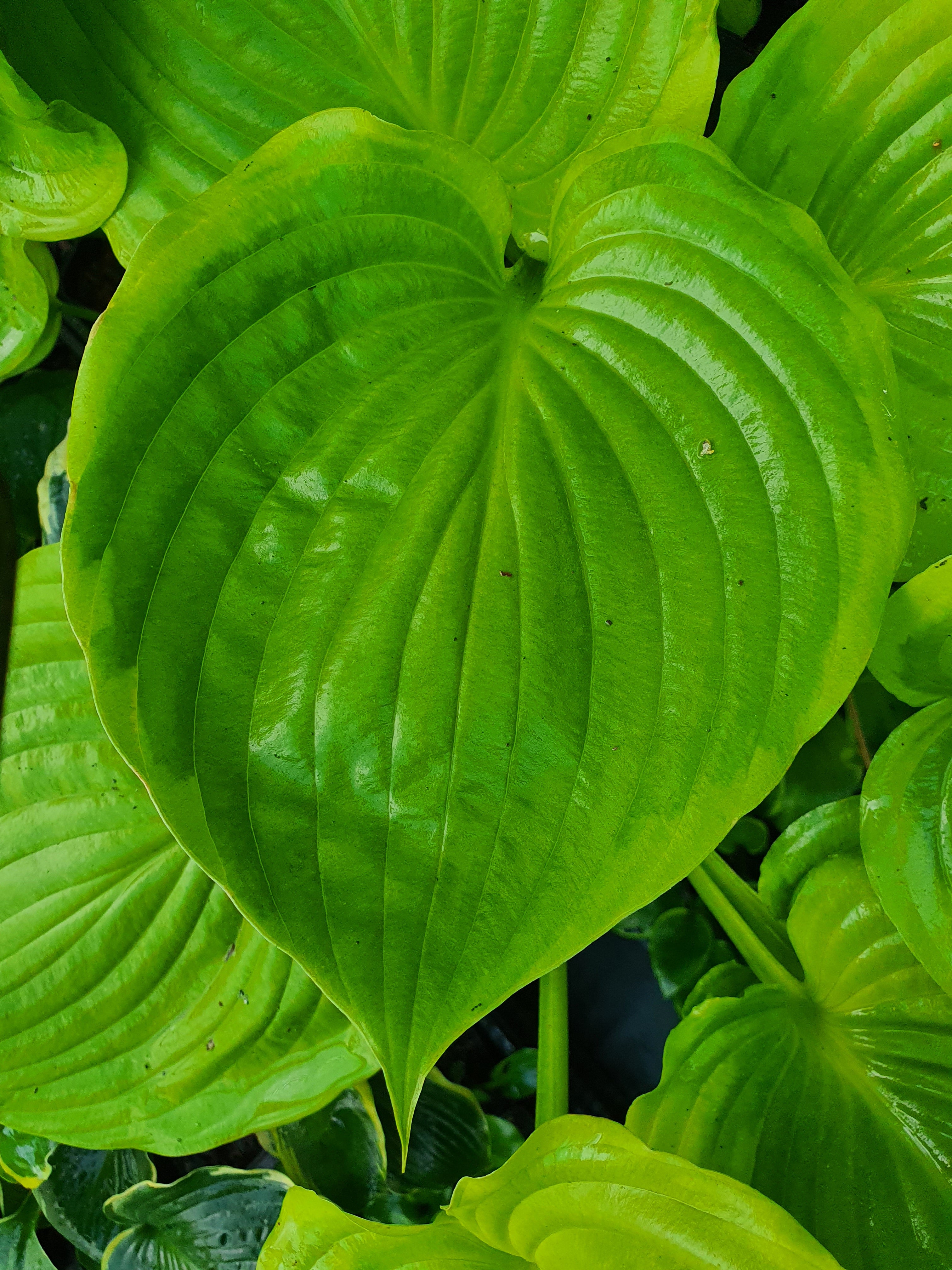 Hosta 'Sum of All'