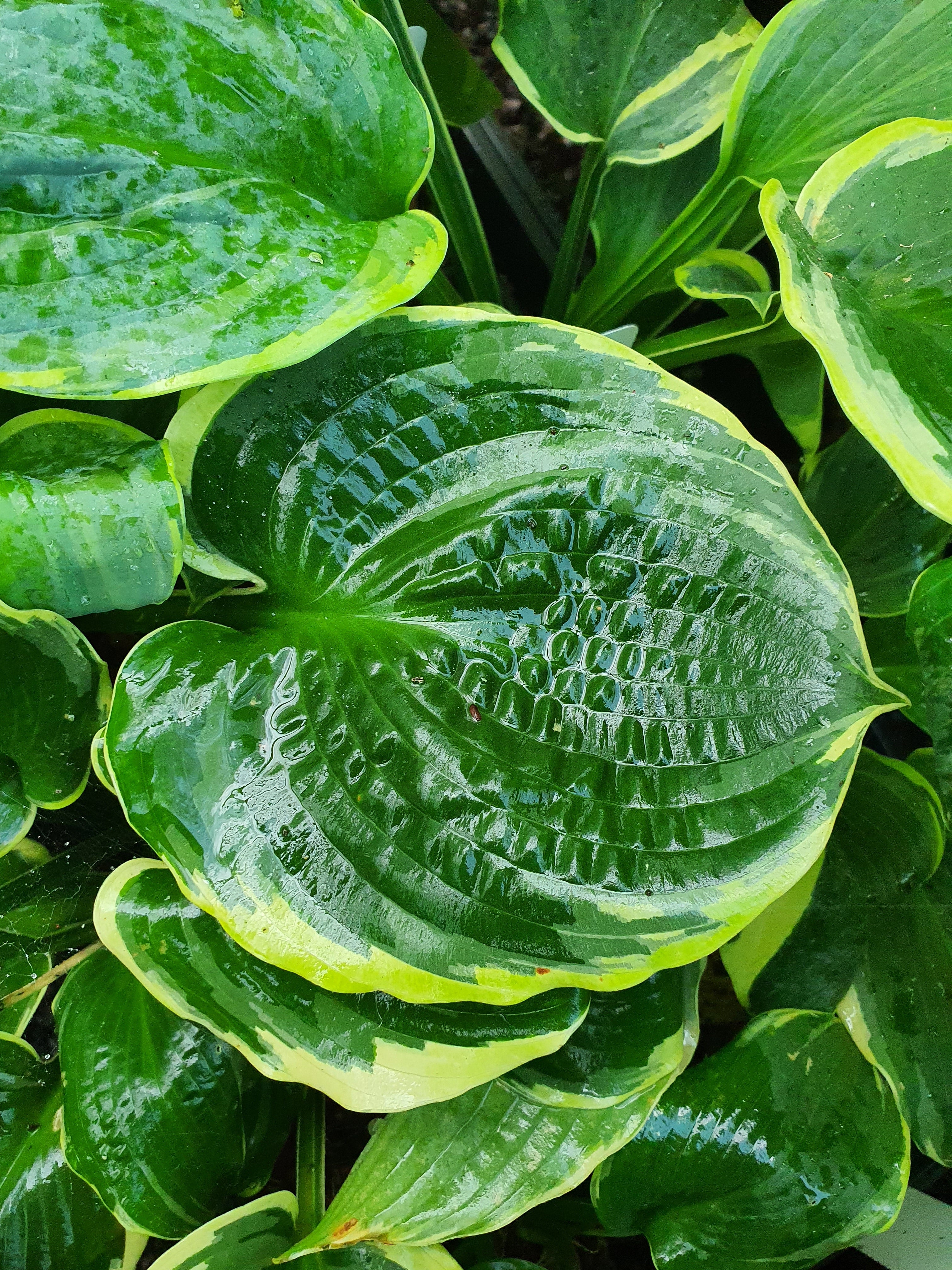 Hosta 'Pizzazz'