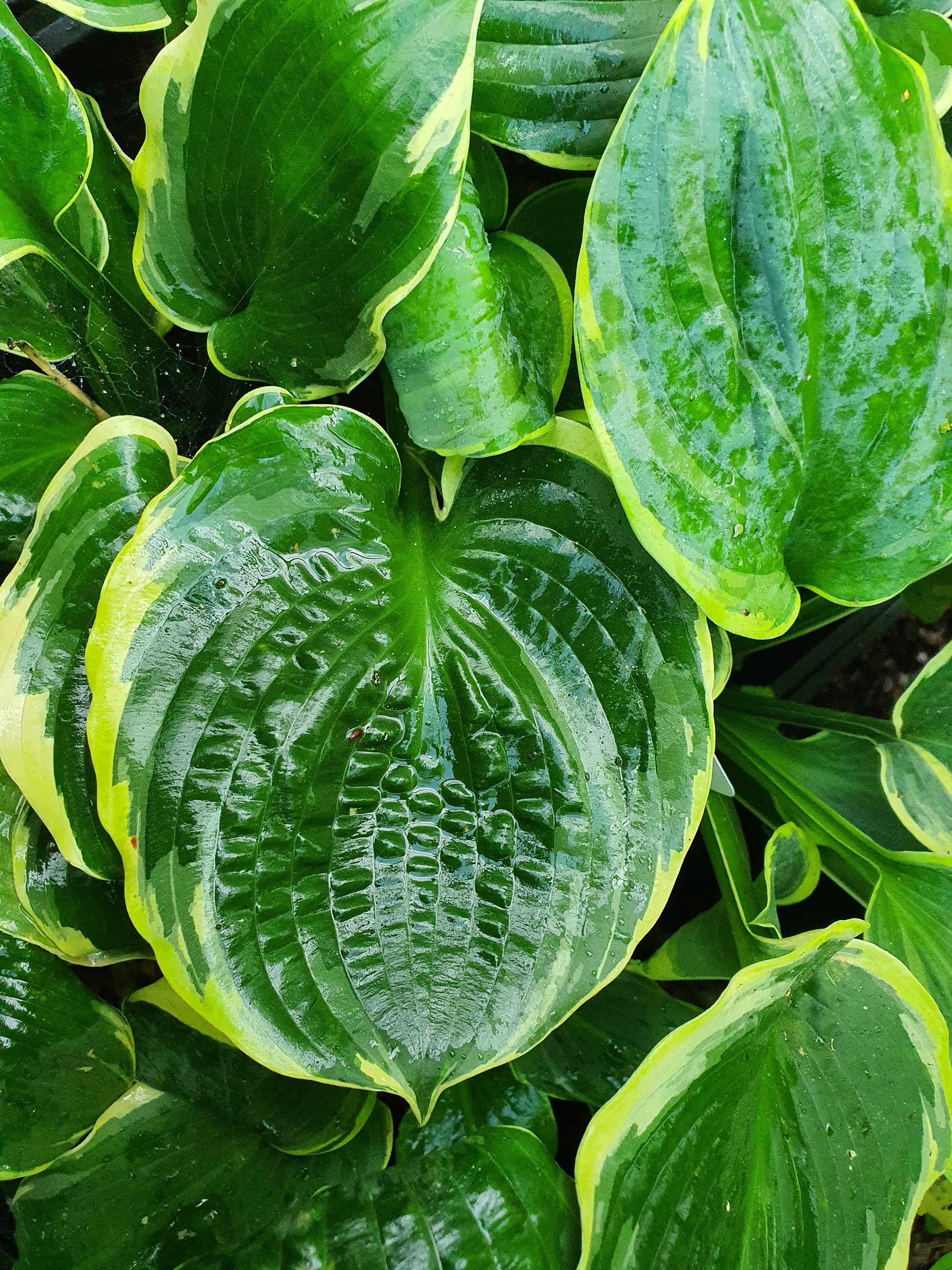 Hosta 'Pizzazz'