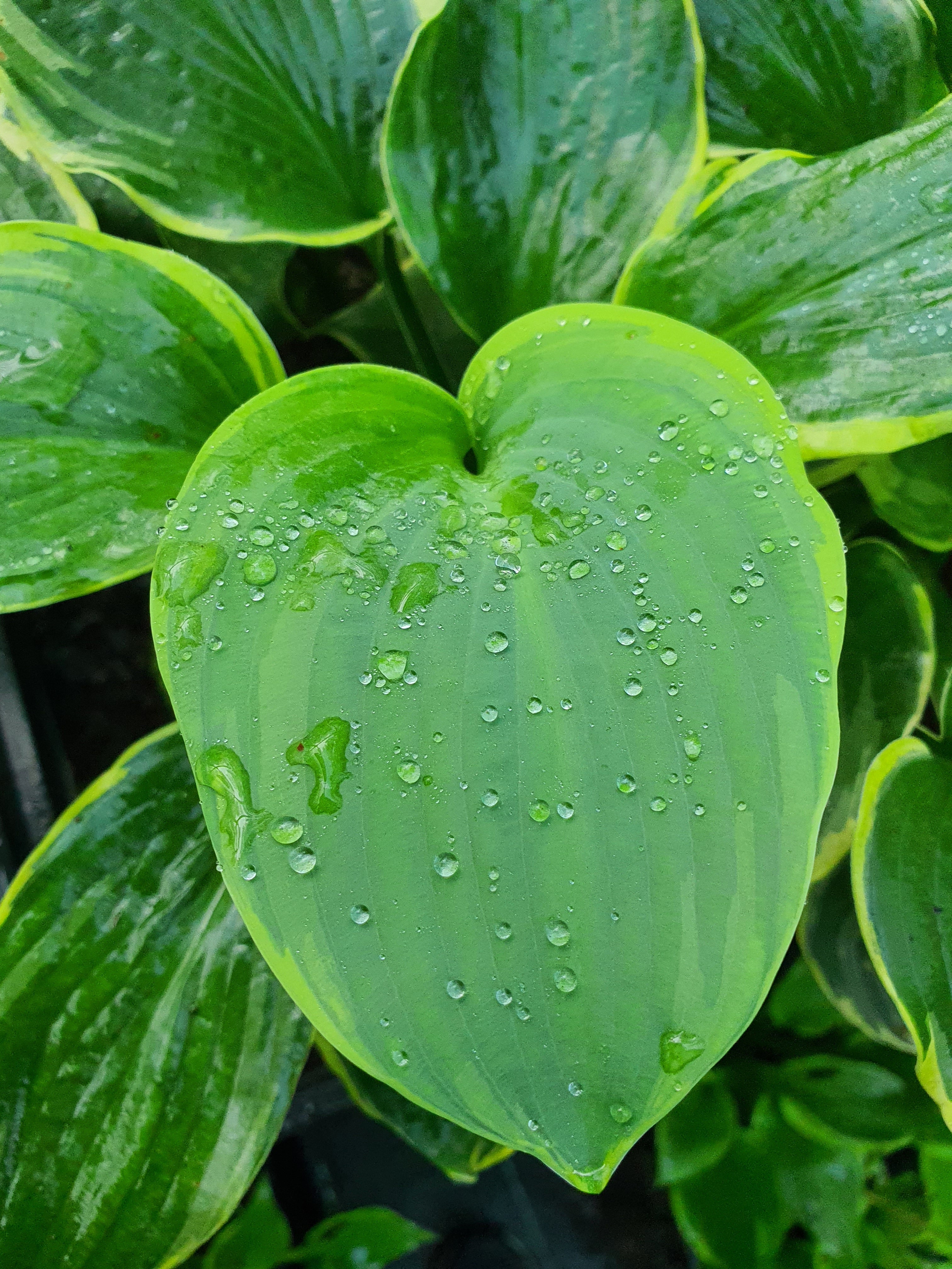 Hosta 'Pizzazz'