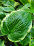 Hosta 'Pizzazz'