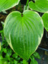Hosta 'Fringe Benefit'