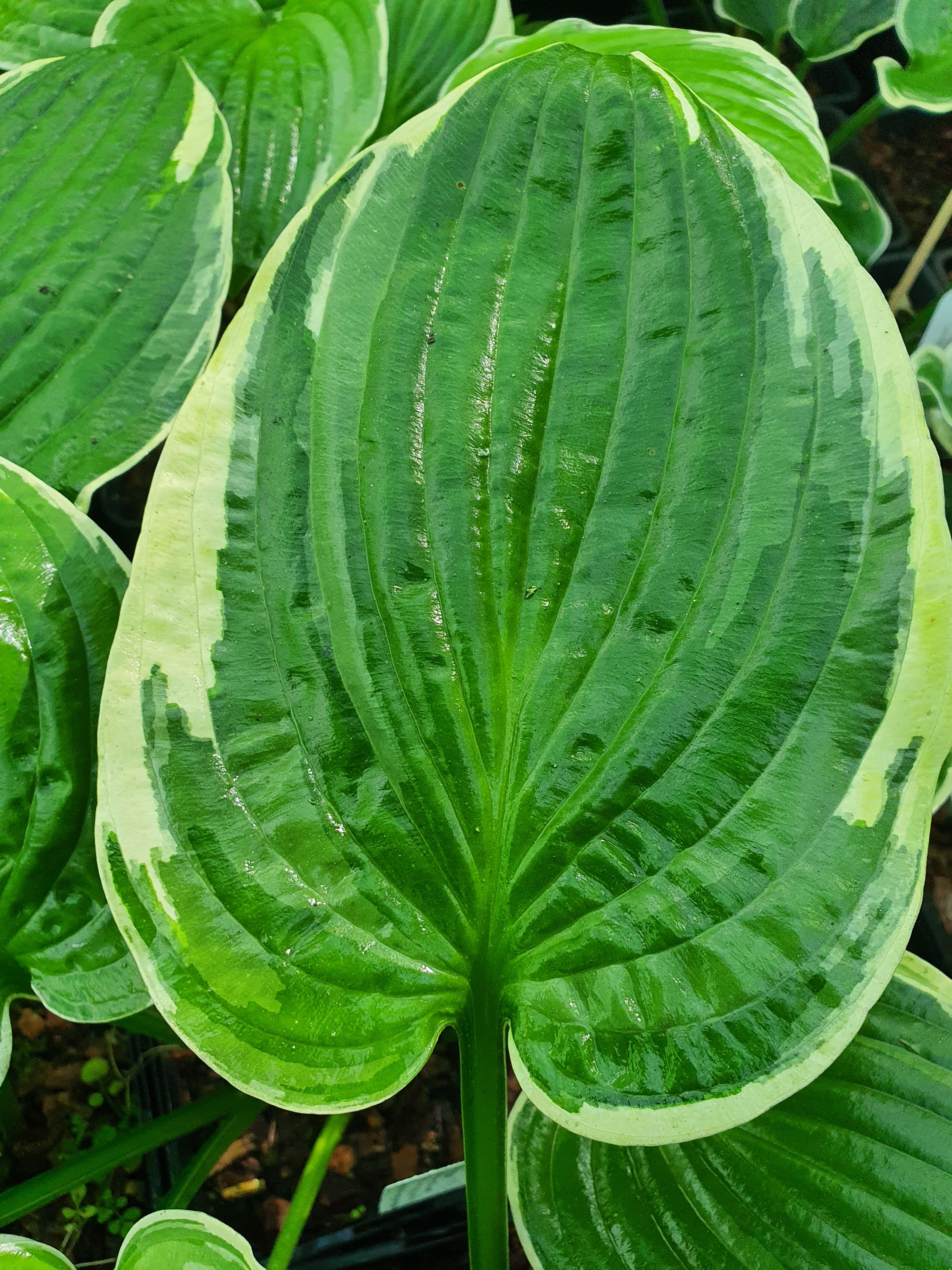 Hosta 'Fringe Benefit'