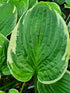 Hosta 'Fringe Benefit'