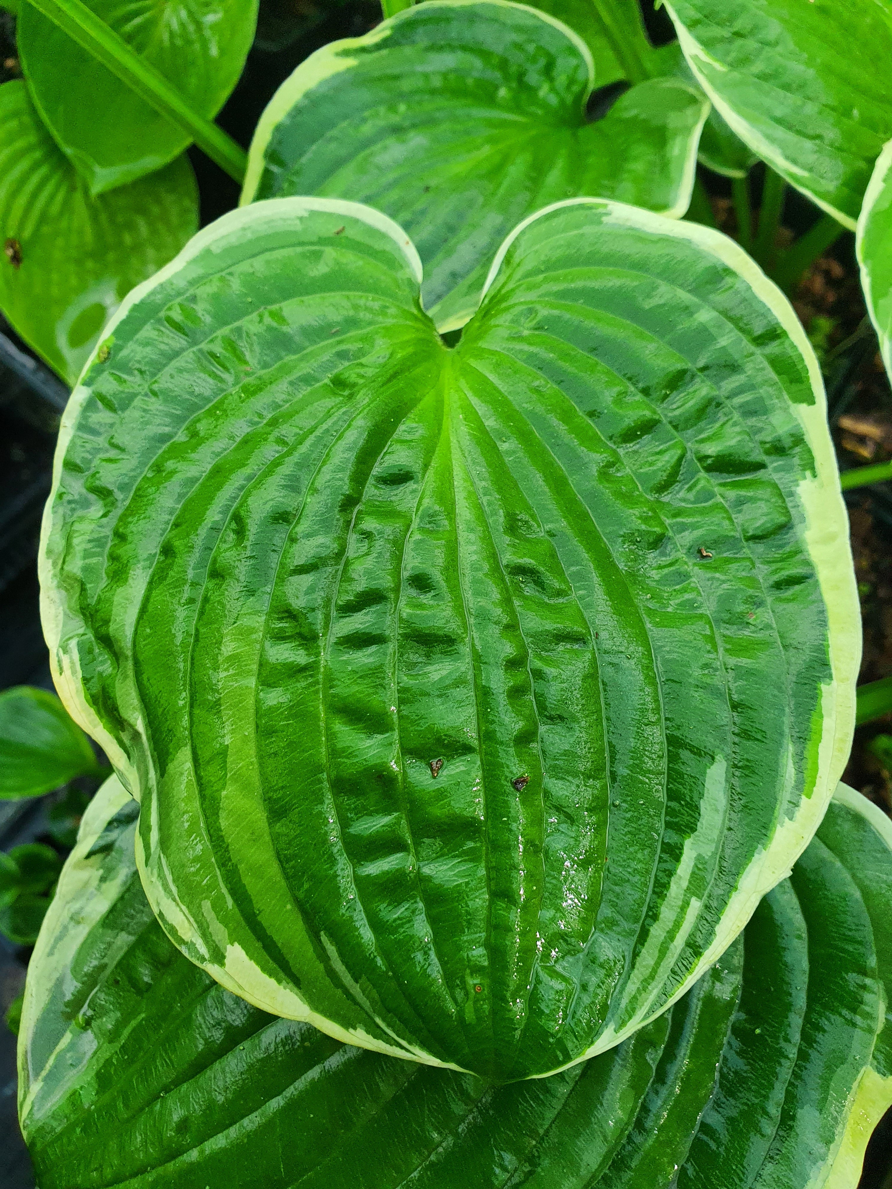 Hosta 'Fringe Benefit'