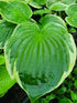 Hosta 'Fringe Benefit'