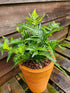 Arachnoides aristata 'Variegata' 1.5-2 ltr