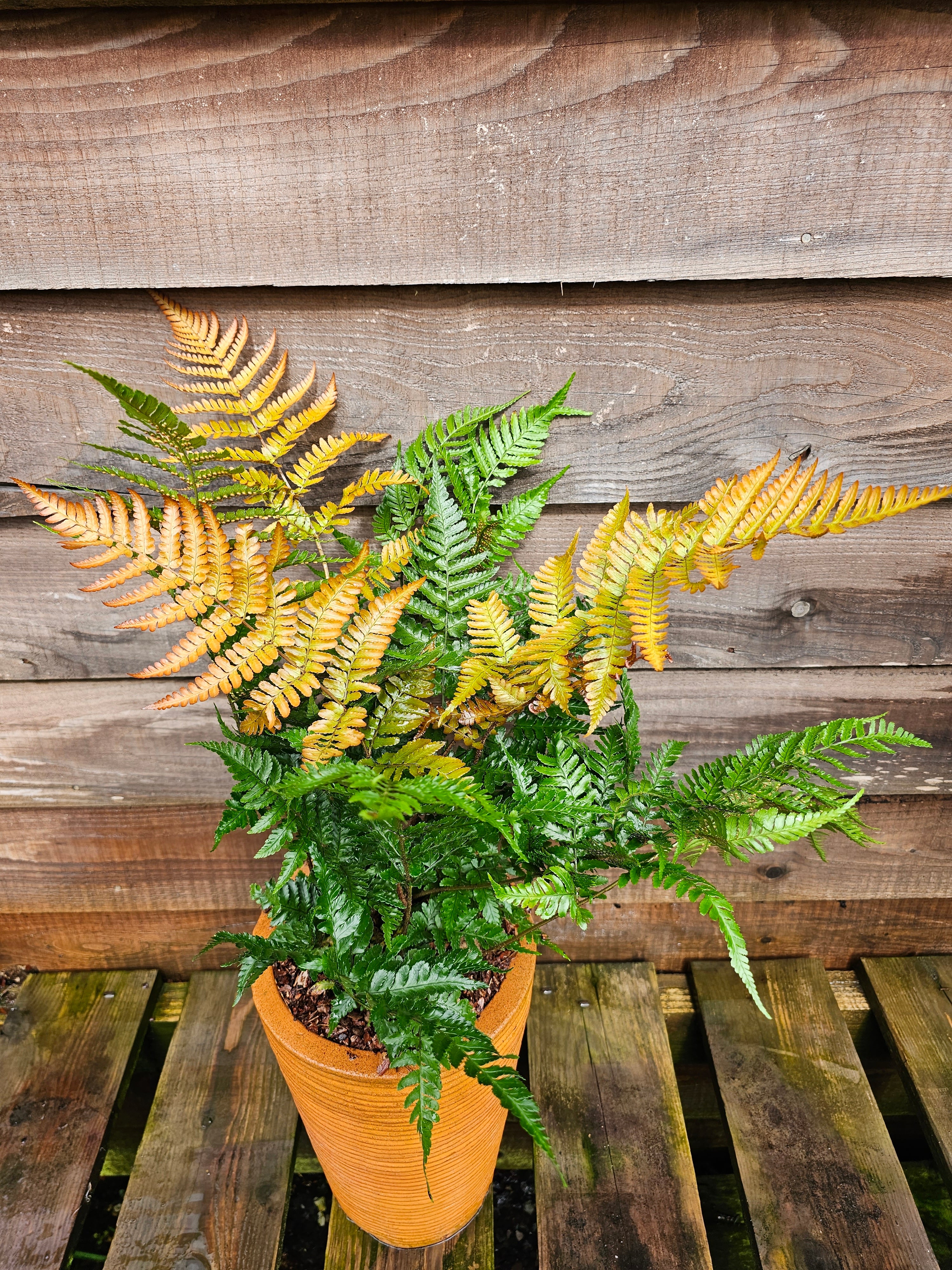 Dryopteris erythrosora 'Brilliance' 1lt