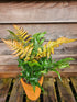 Dryopteris erythrosora 'Brilliance' 1lt