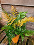 Dryopteris erythrosora 'Brilliance' 1lt