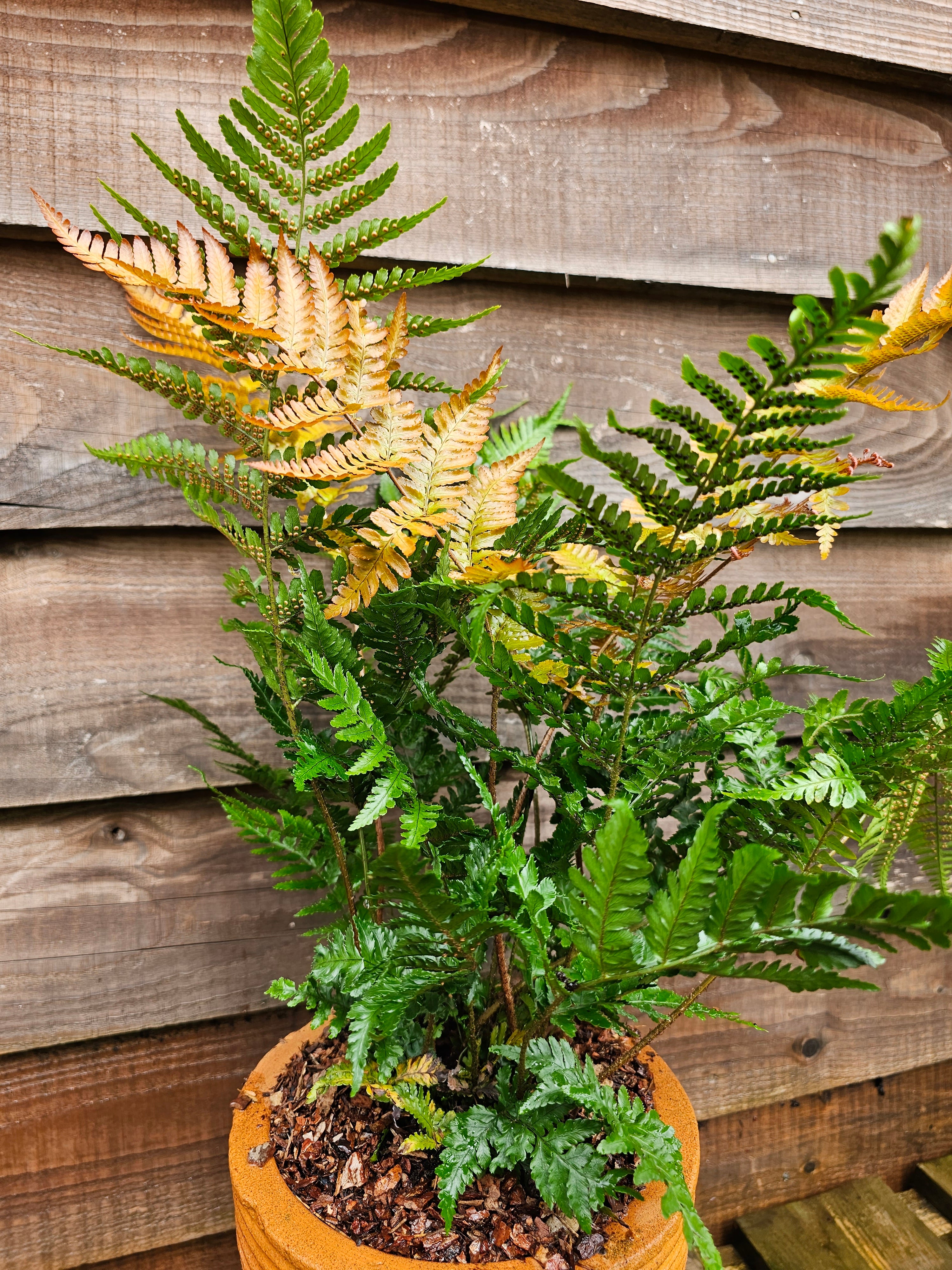 Dryopteris erythrosora 'Brilliance' 1lt
