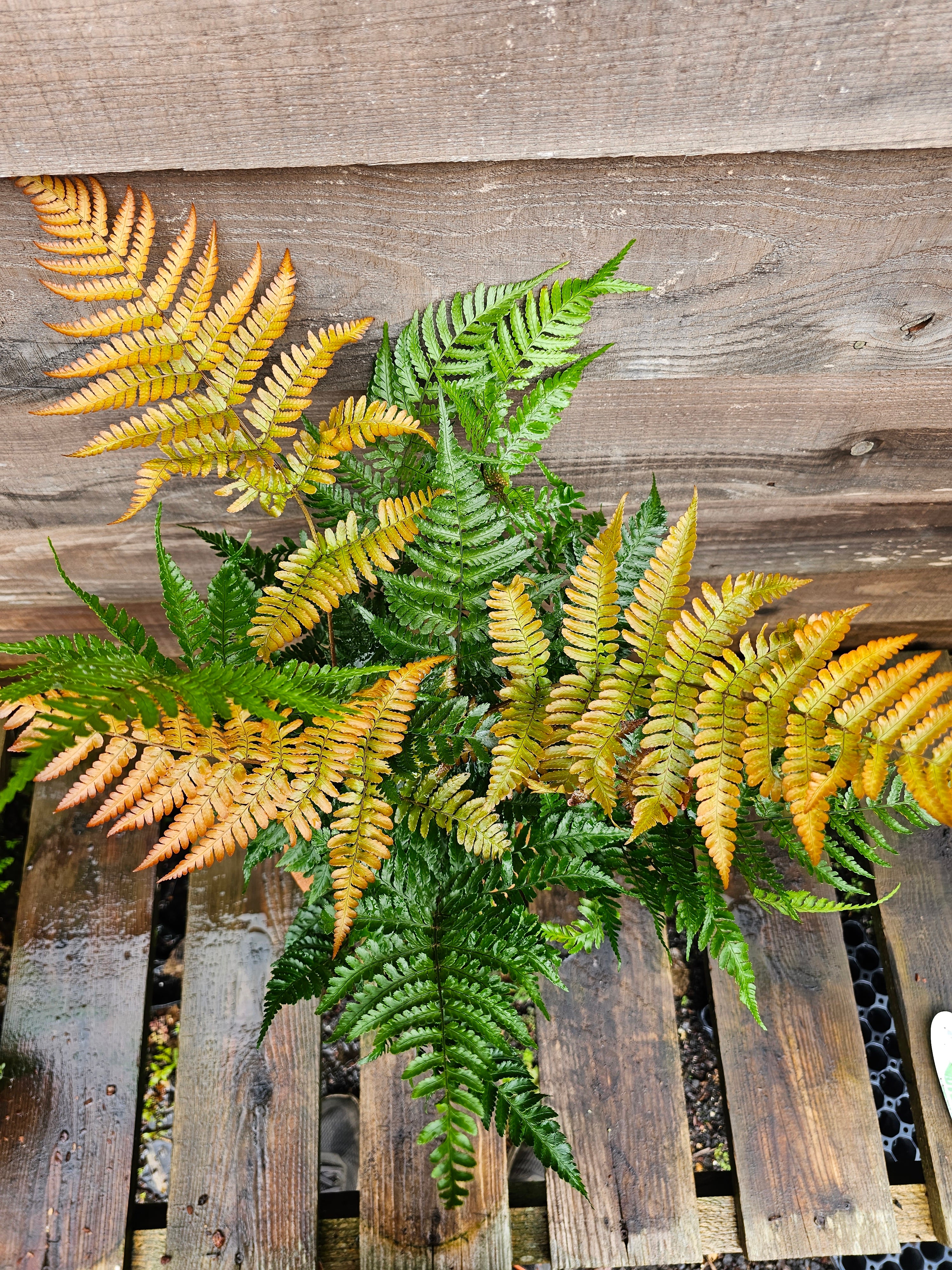 Dryopteris erythrosora 'Brilliance' 1lt