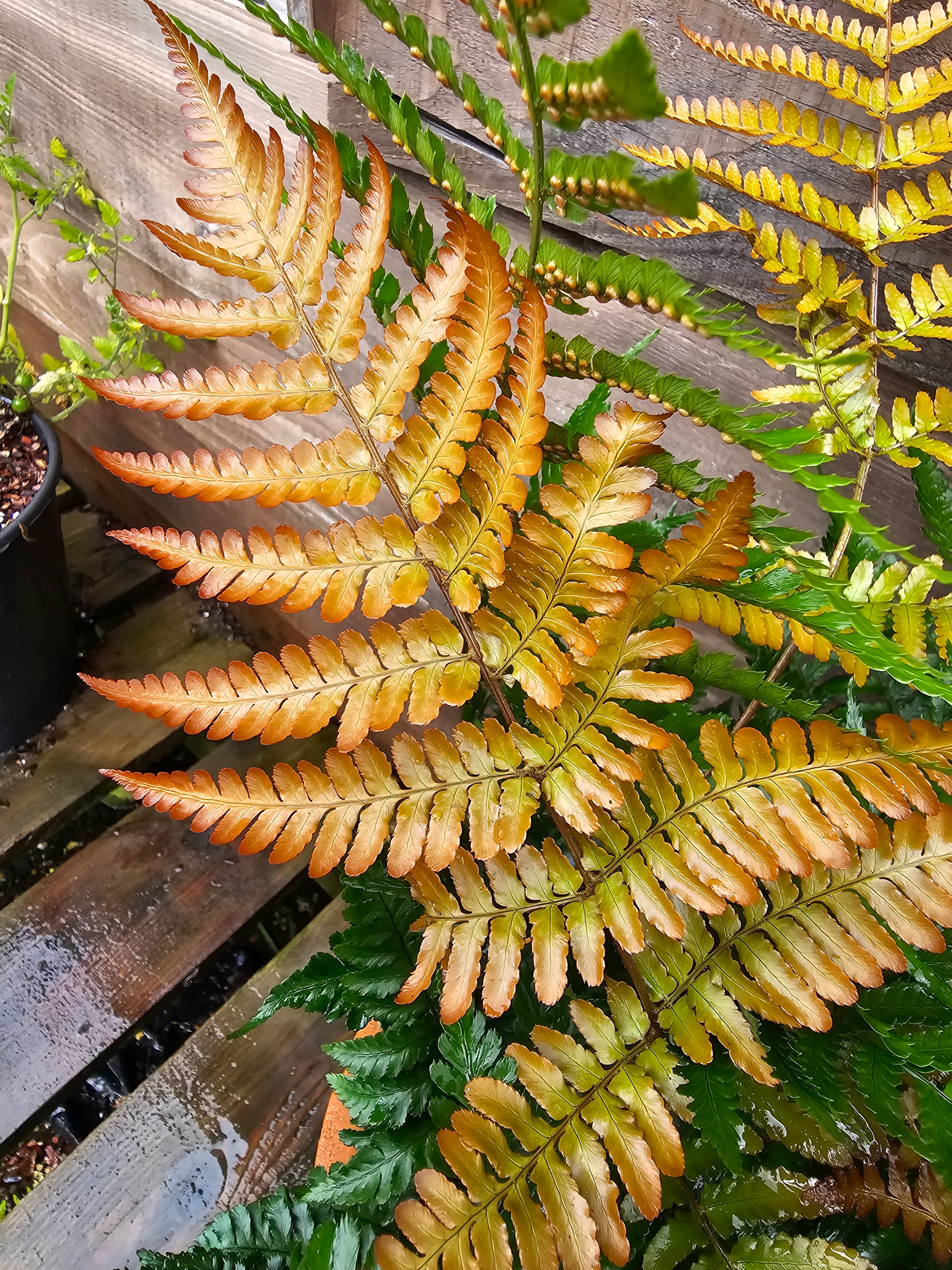 Dryopteris erythrosora 'Brilliance' 1lt