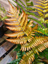 Dryopteris erythrosora 'Brilliance' 1lt