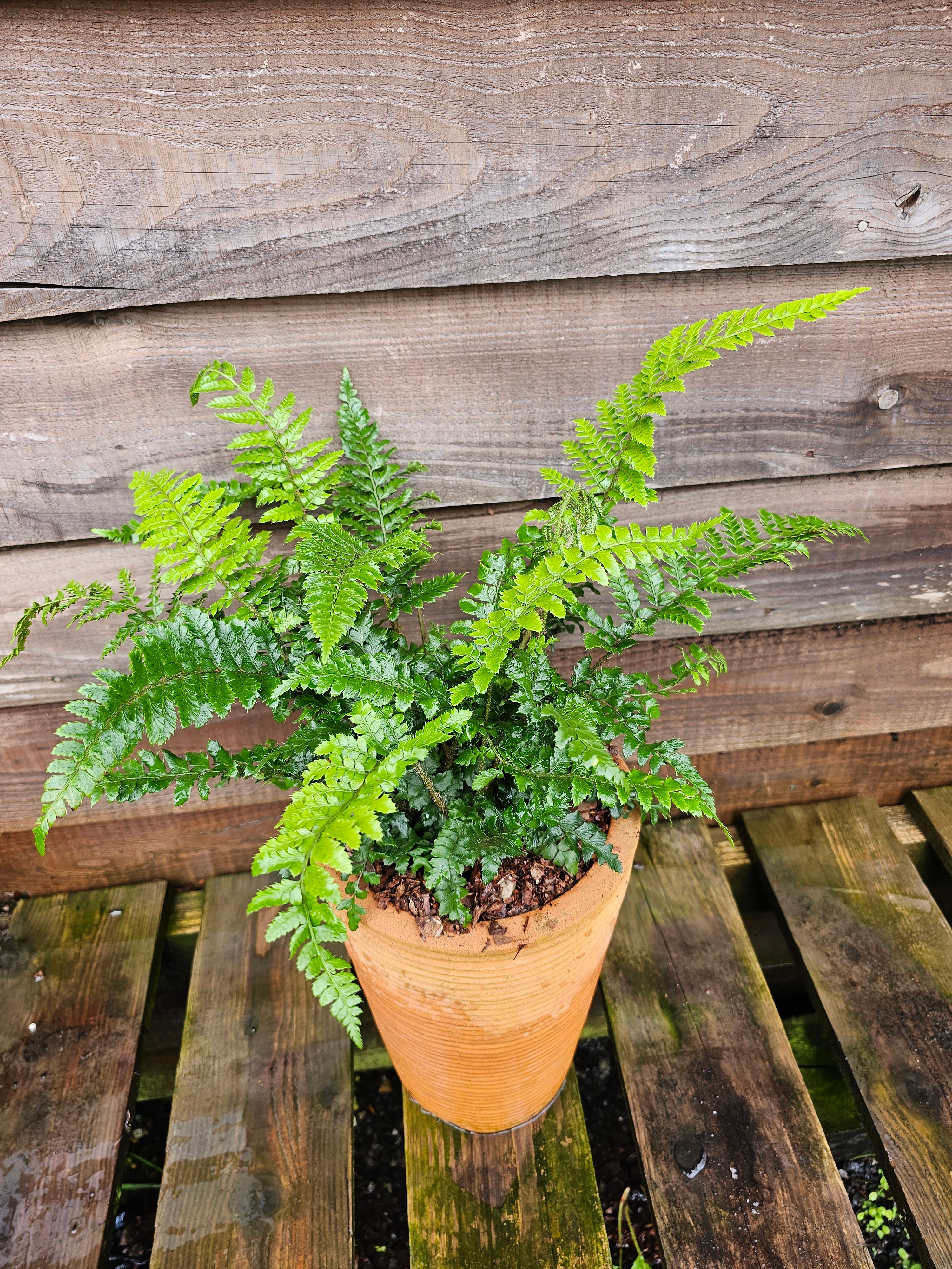 Polystichum polybletharum 1.5-2 ltr