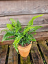 Polystichum polybletharum 1.5-2 ltr