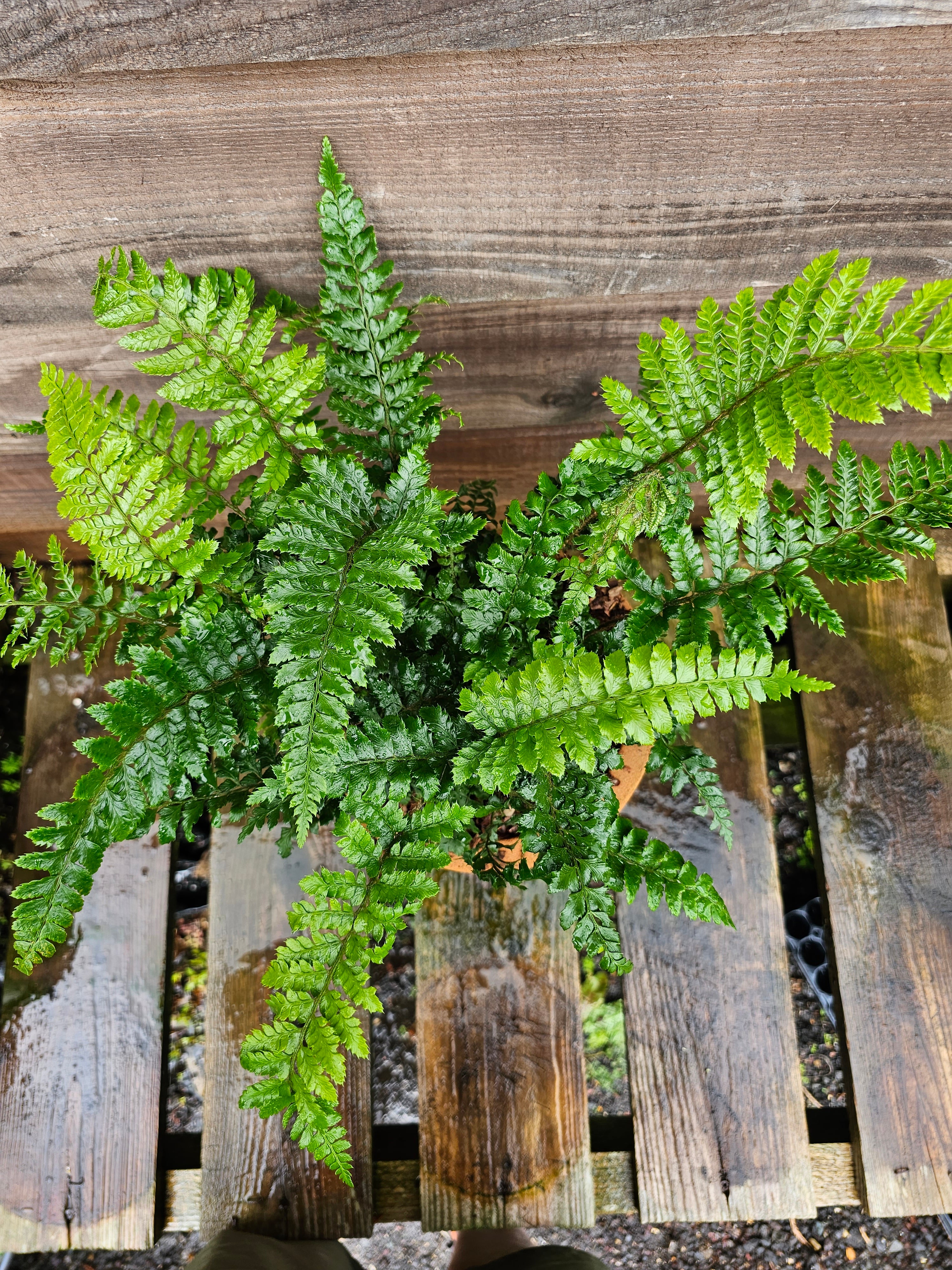Polystichum polybletharum 1.5-2 ltr