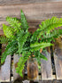 Polystichum polybletharum 1.5-2 ltr