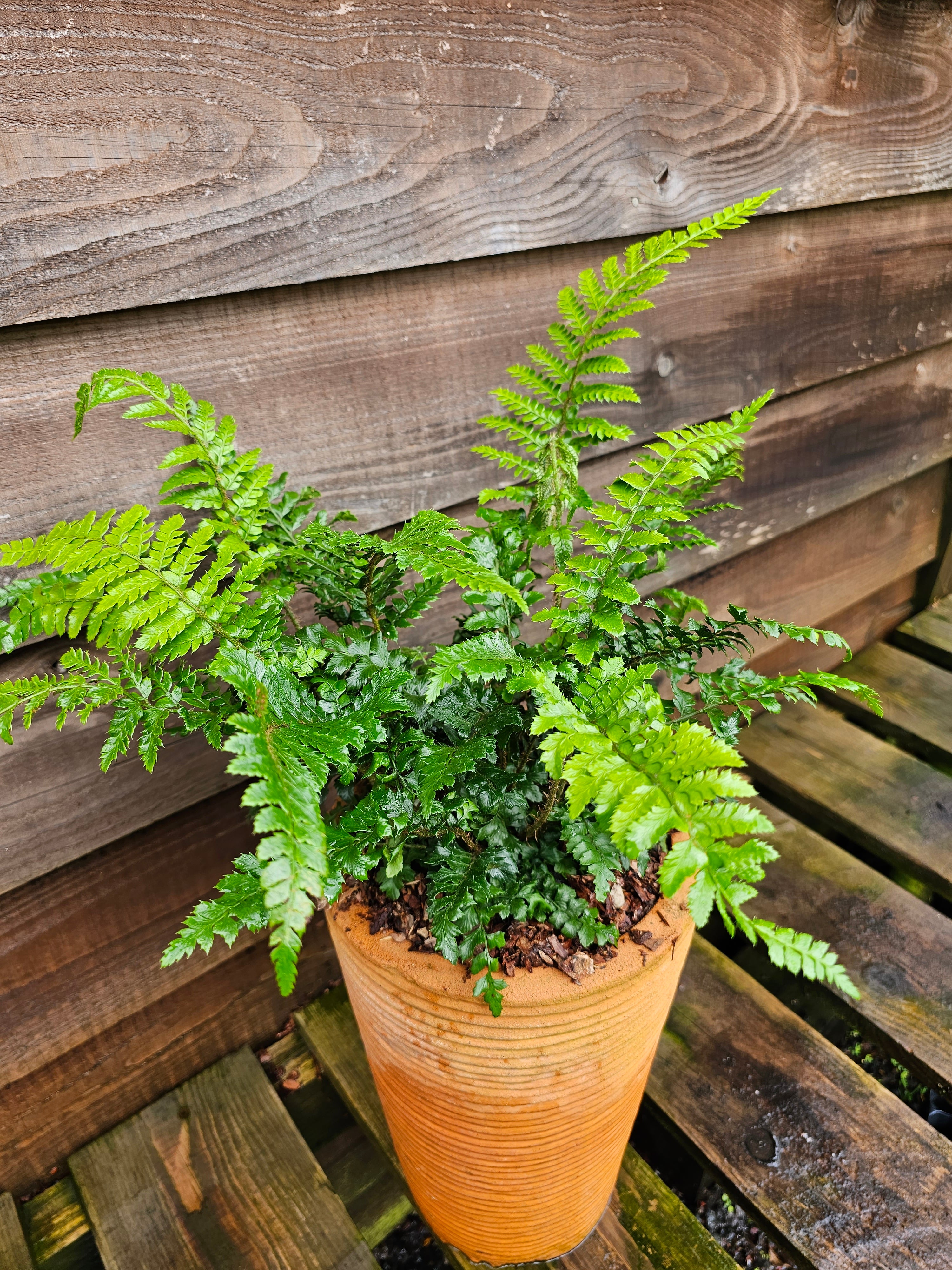 Polystichum polybletharum 1.5-2 ltr