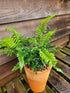 Polystichum polybletharum 1.5-2 ltr