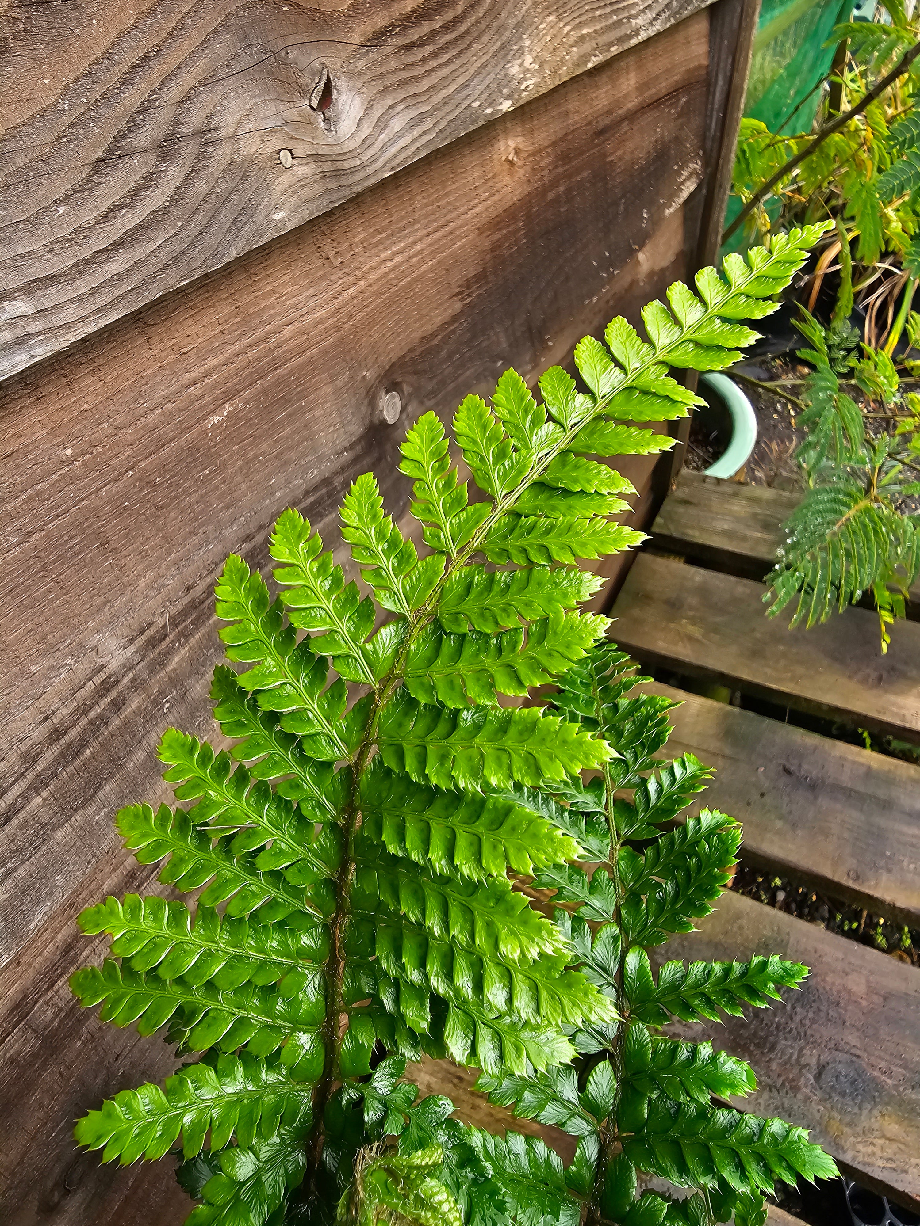 Polystichum polybletharum 1.5-2 ltr
