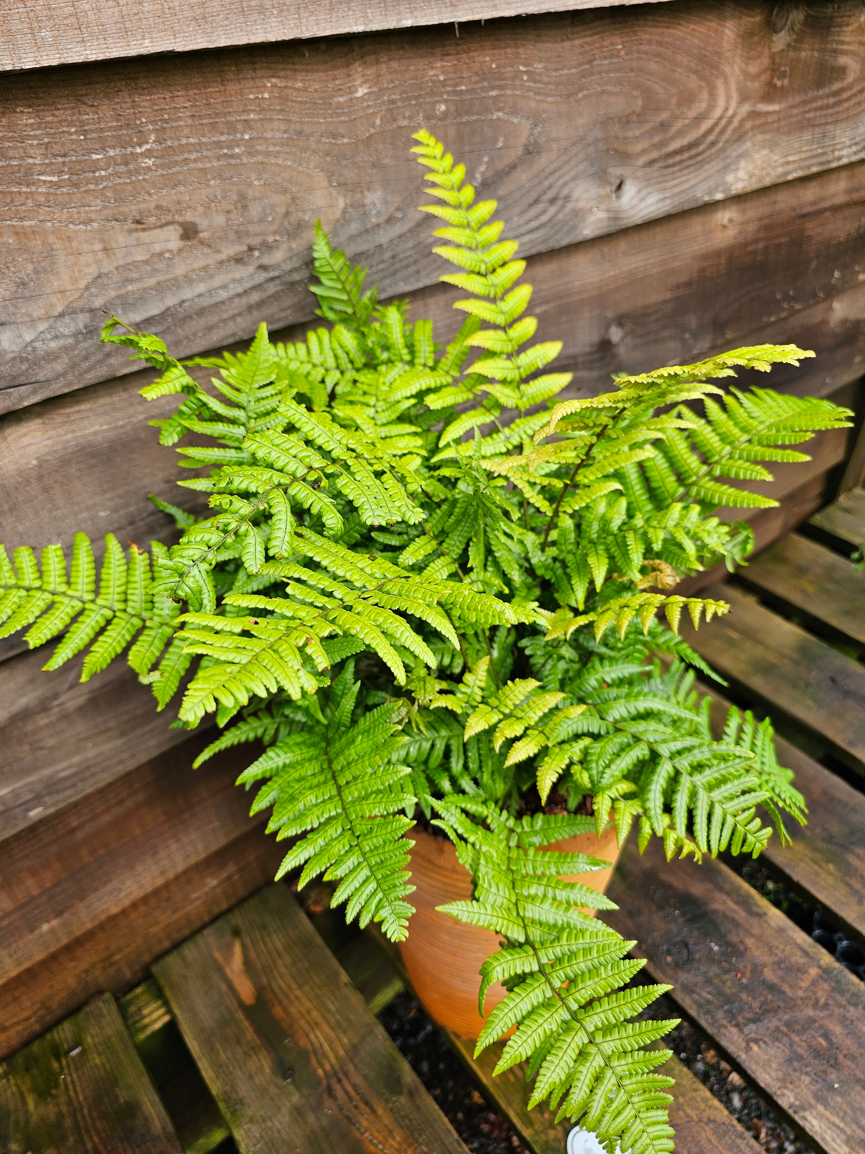 Dryopteris wallichiana 'Jurassic Gold' 1 ltr