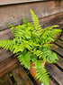Dryopteris wallichiana 'Jurassic Gold' 1 ltr