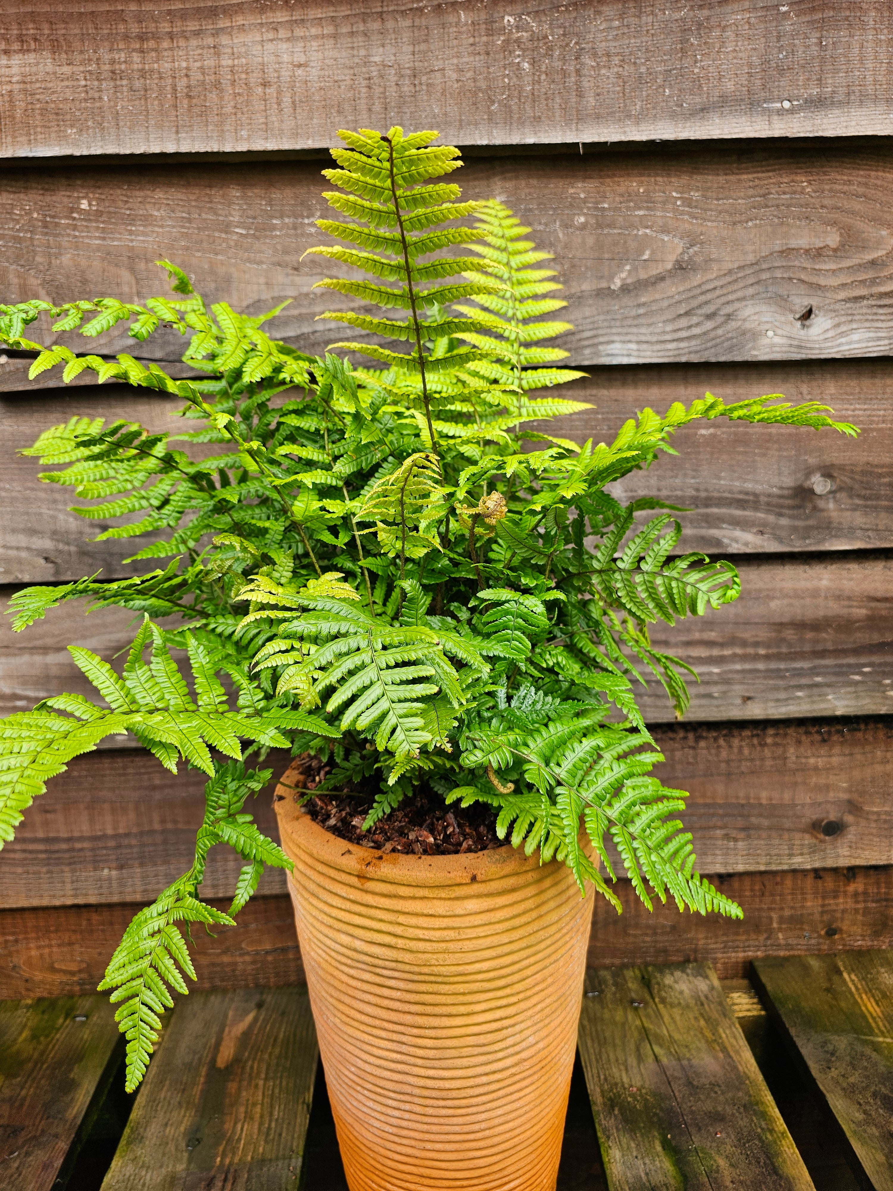 Dryopteris wallichiana 'Jurassic Gold' 1 ltr