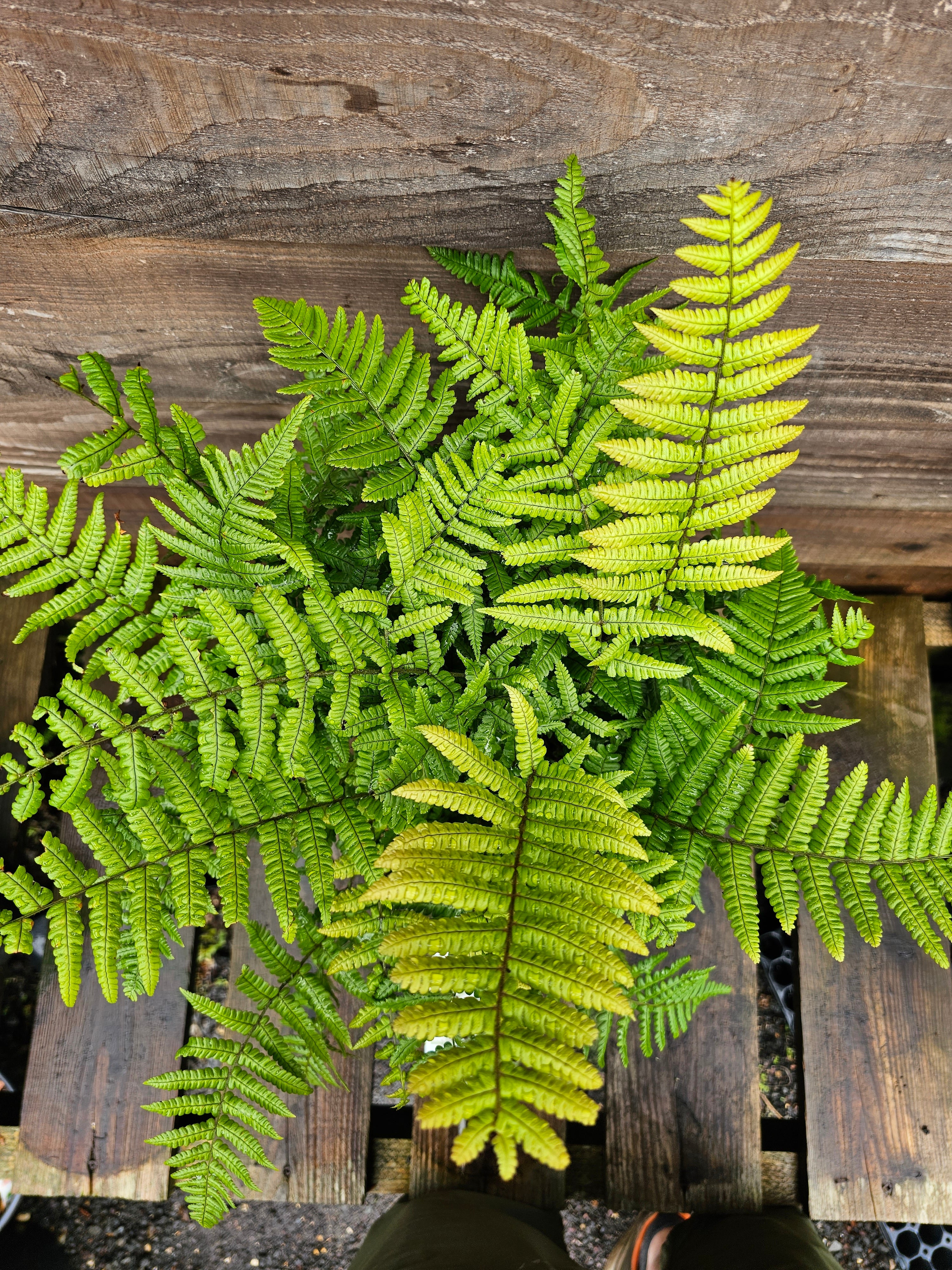 Dryopteris wallichiana 'Jurassic Gold' 1 ltr