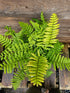 Dryopteris wallichiana 'Jurassic Gold' 1 ltr