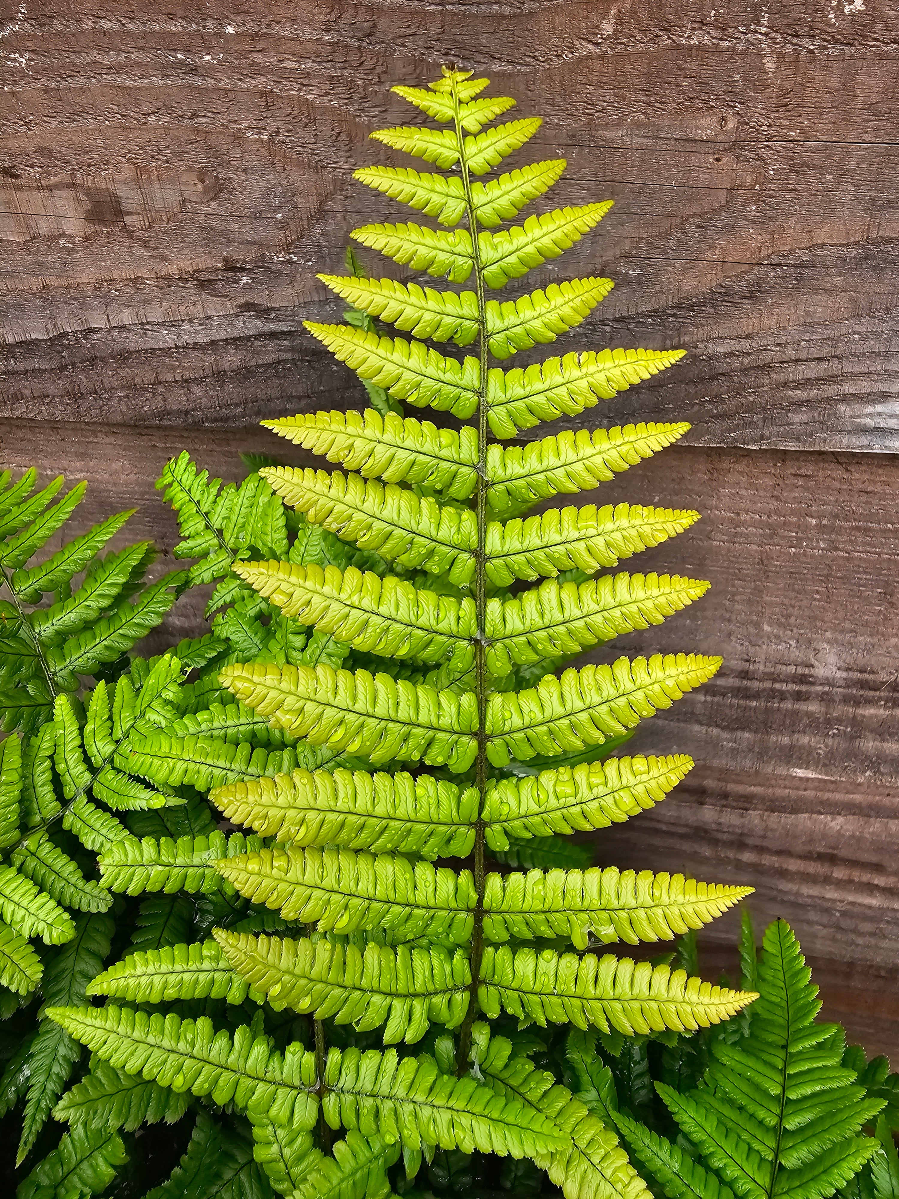Dryopteris wallichiana 'Jurassic Gold' 1 ltr
