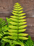 Dryopteris wallichiana 'Jurassic Gold' 1 ltr