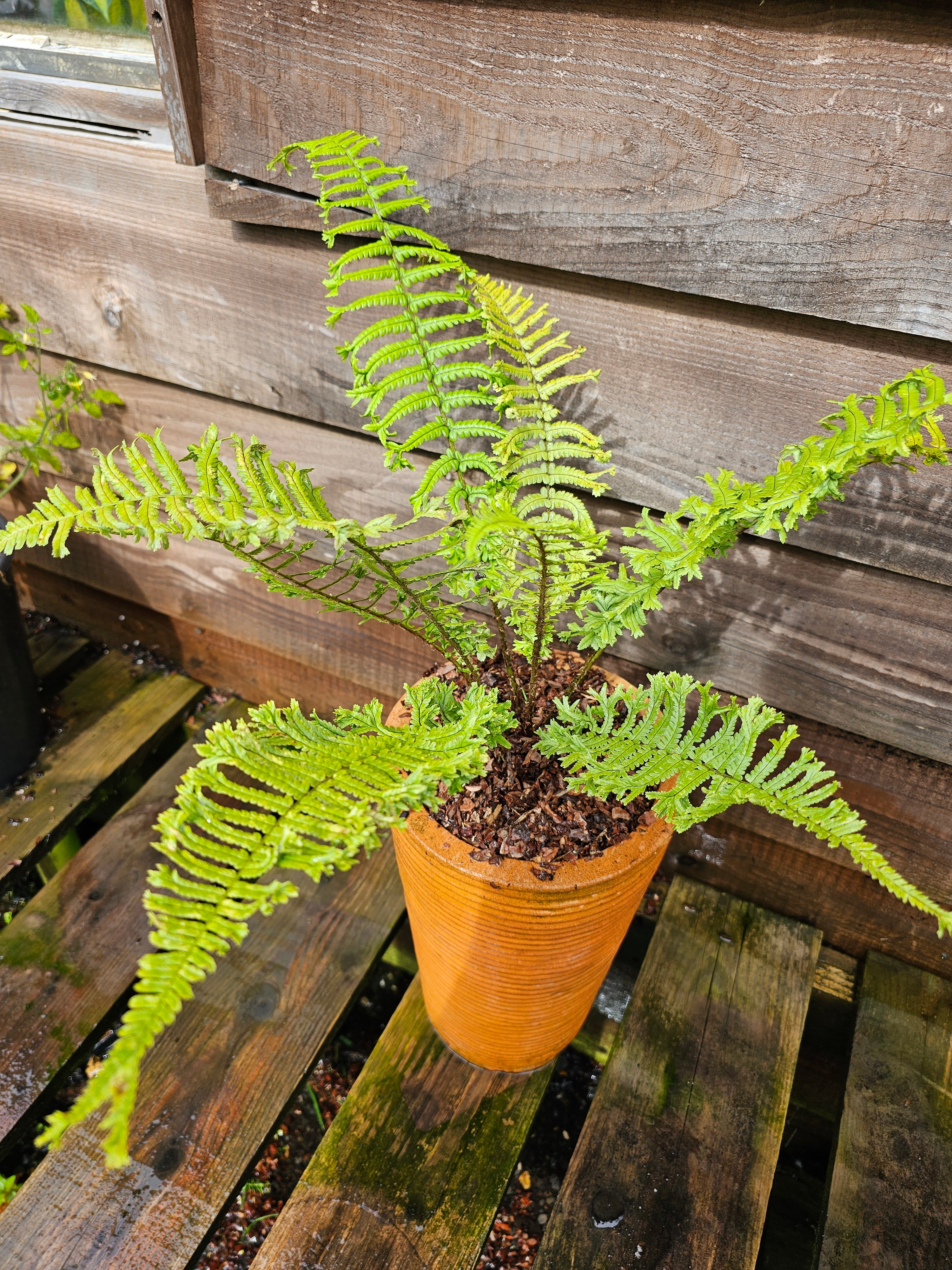Dryopteris affinis 'Cristata The King' 1 ltr