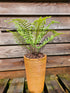 Dryopteris affinis 'Cristata The King' 1 ltr