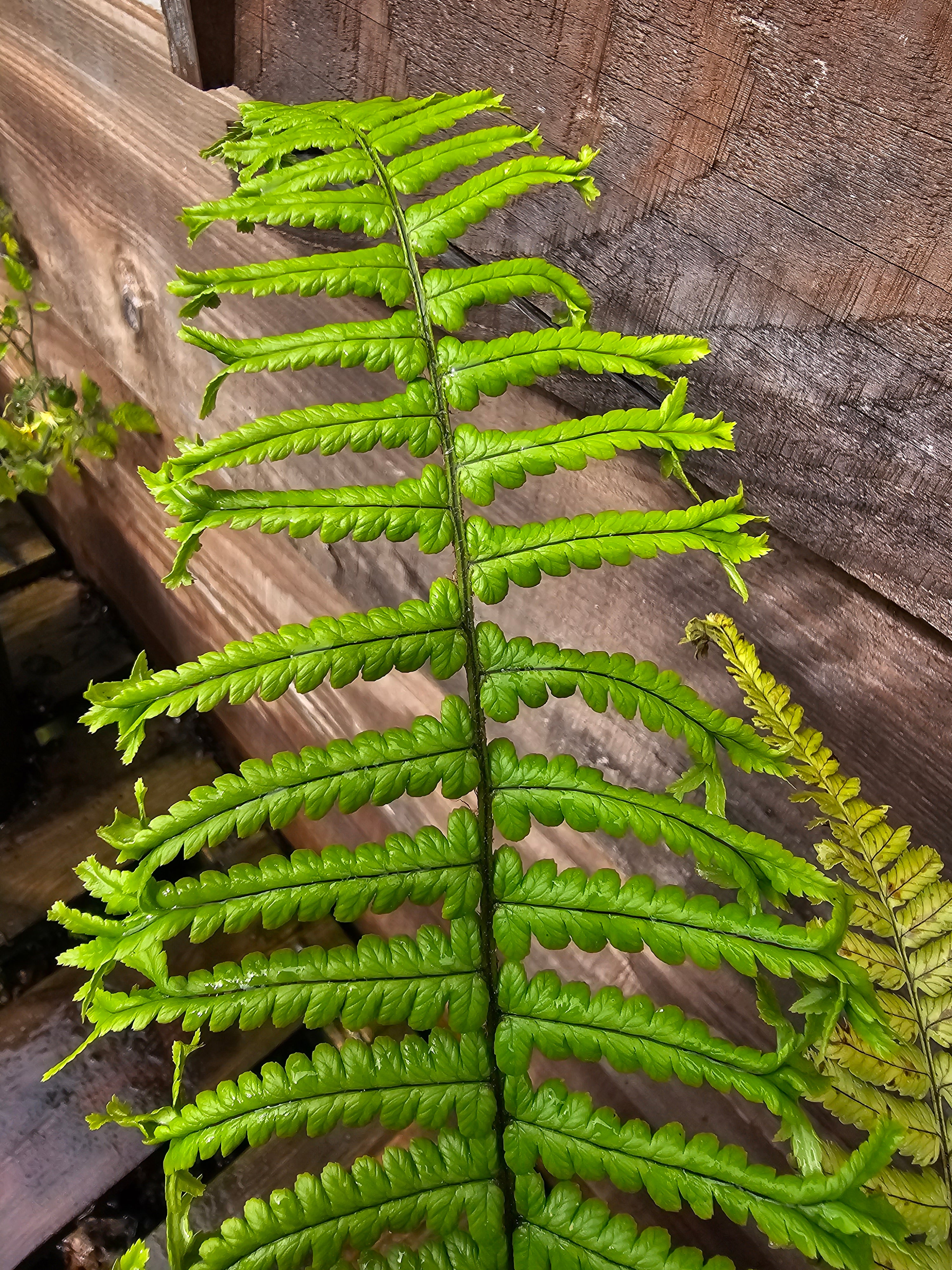 Dryopteris affinis 'Cristata The King' 1 ltr