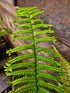 Dryopteris affinis 'Cristata The King' 1 ltr