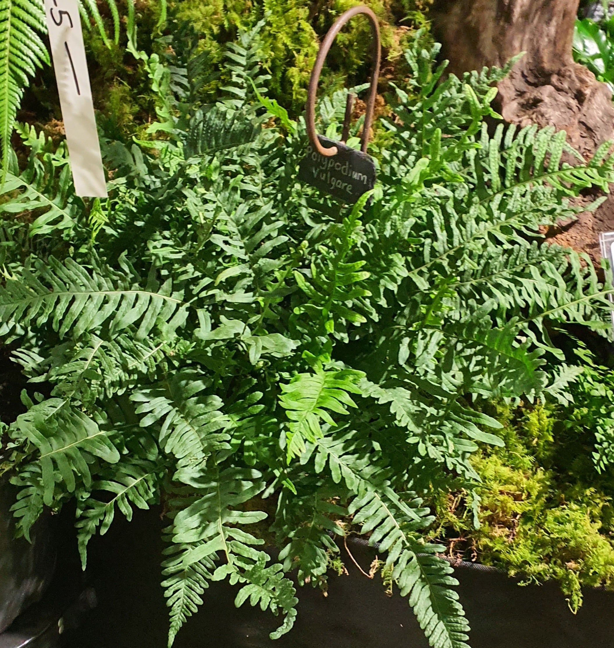 Polypodium vulgare  1.5-2 ltr