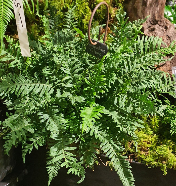 Polypodium vulgare