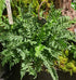 Polypodium vulgare  1.5-2 ltr