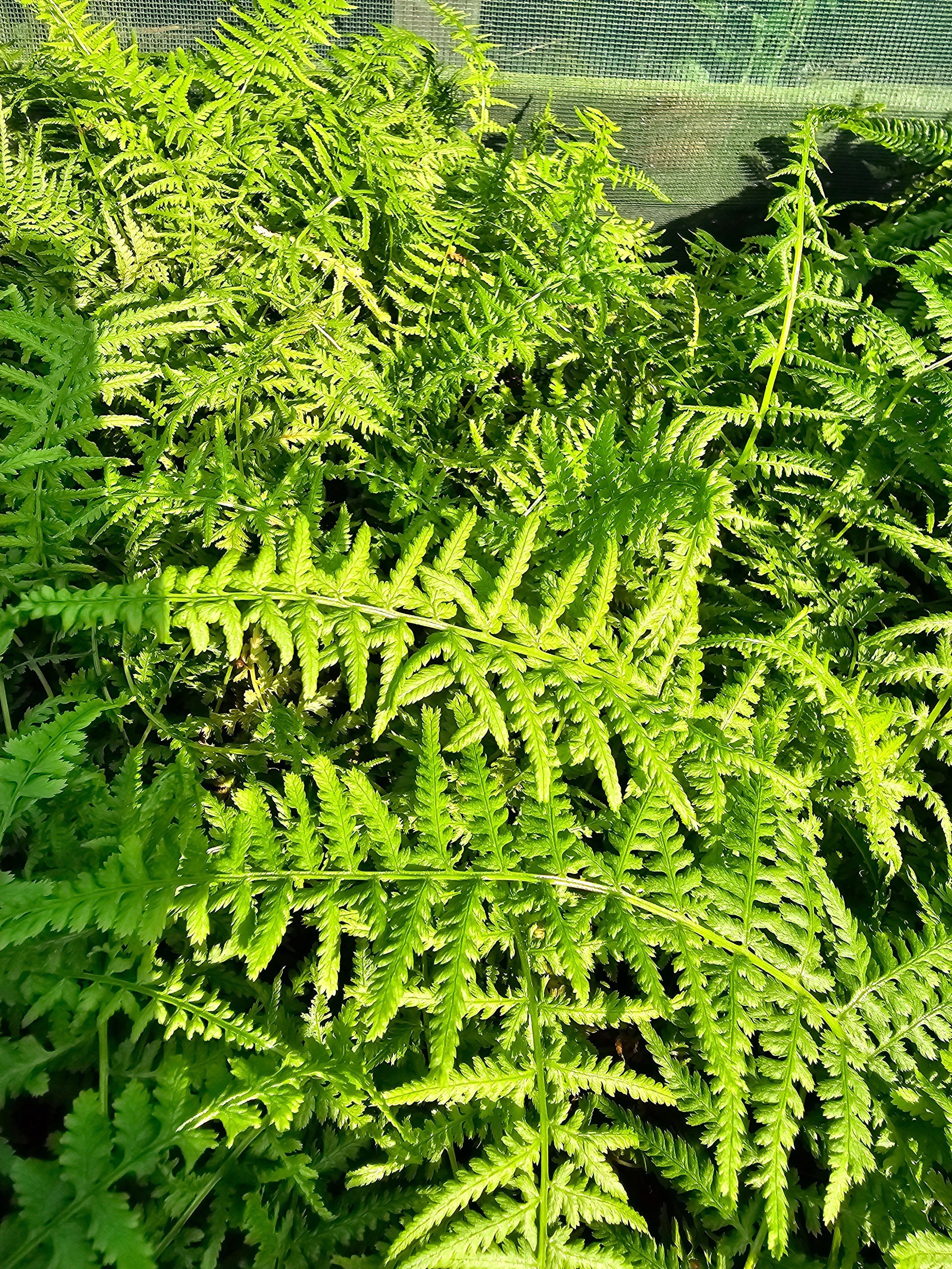 Athyrium filix-femina 1.7 ltr