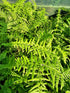 Athyrium filix-femina 1.7 ltr
