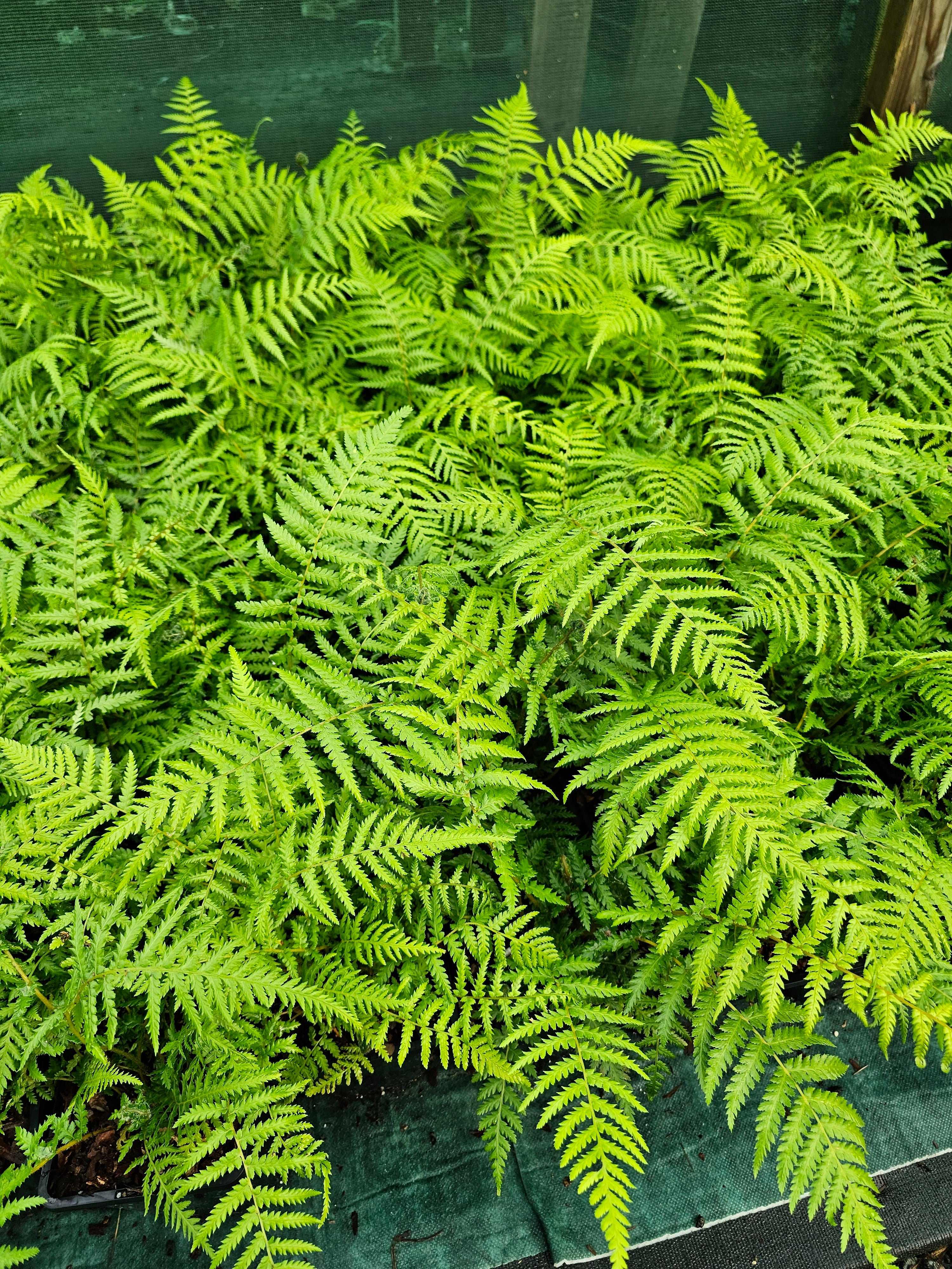 Dicksonia antartica  1ltr Juvenile Plant