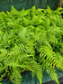 Dicksonia antartica  1ltr Juvenile Plant
