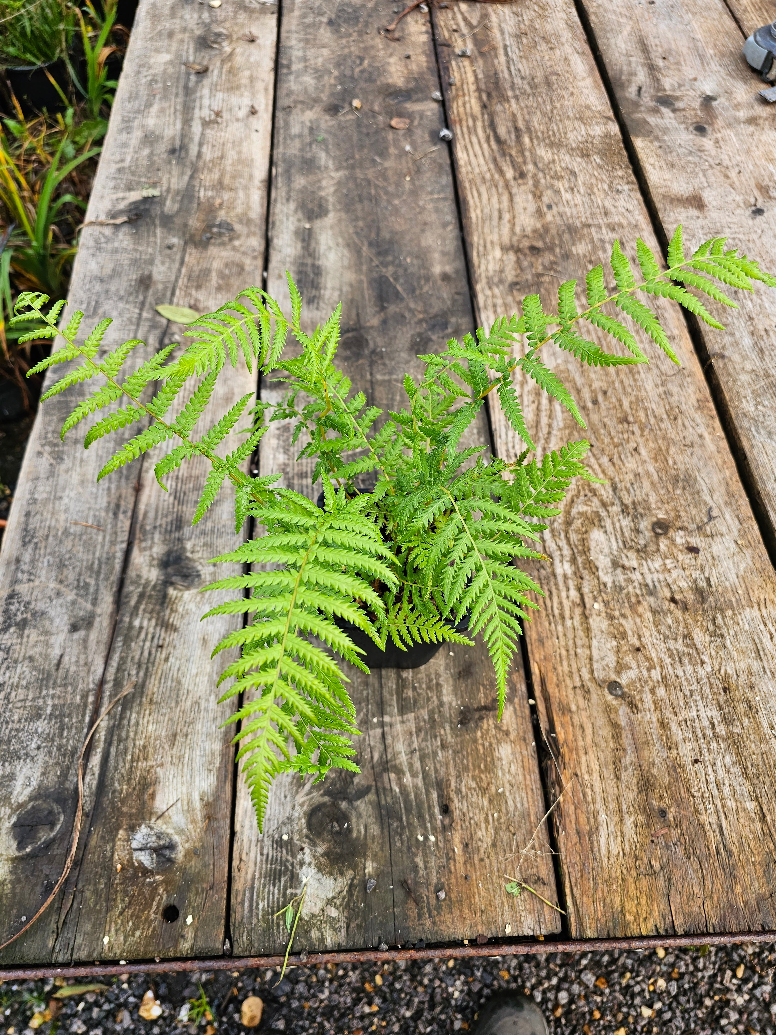 Dicksonia antartica  1ltr Juvenile Plant