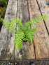 Dicksonia antartica  1ltr Juvenile Plant