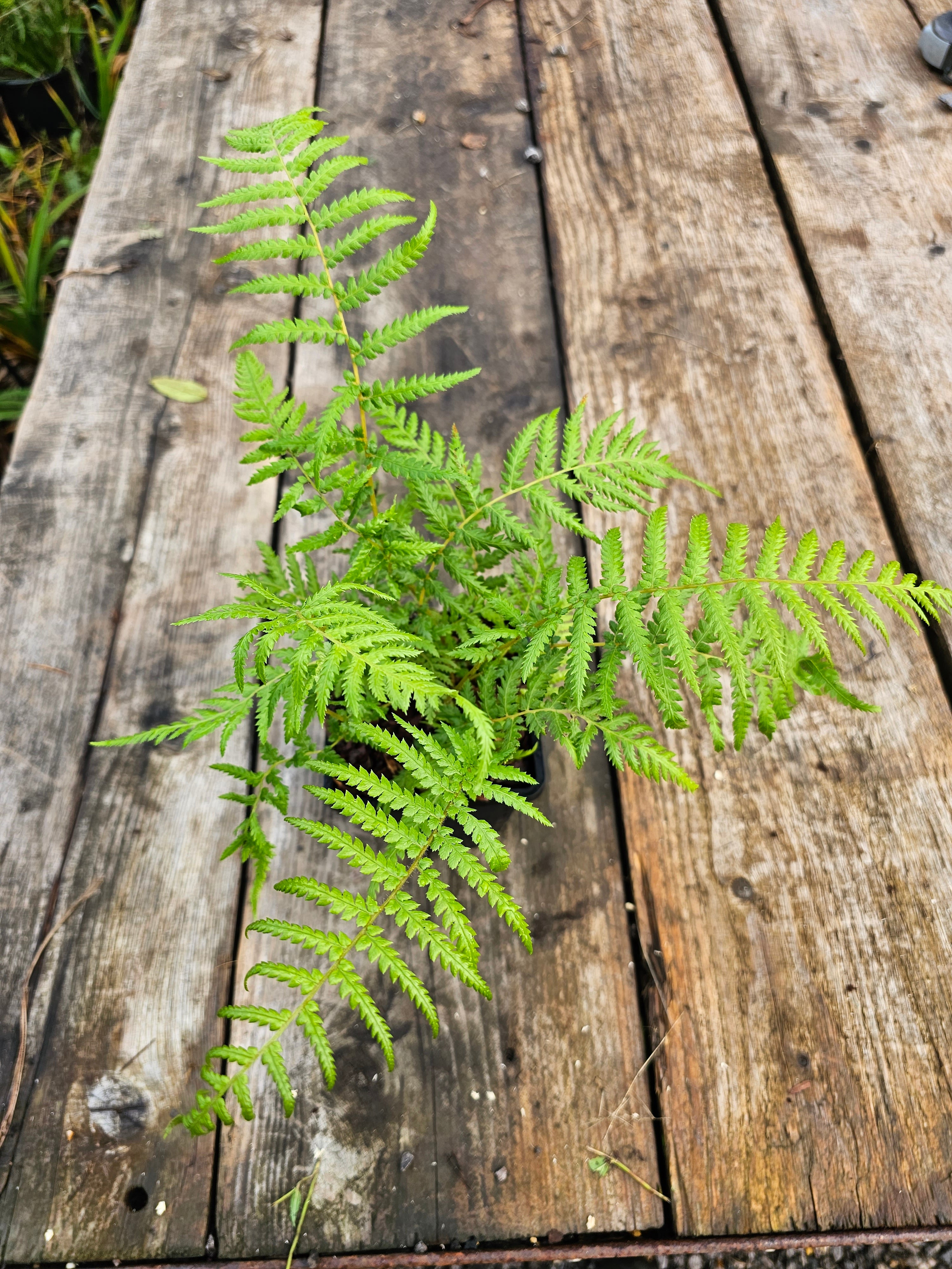 Dicksonia antartica  1ltr Juvenile Plant