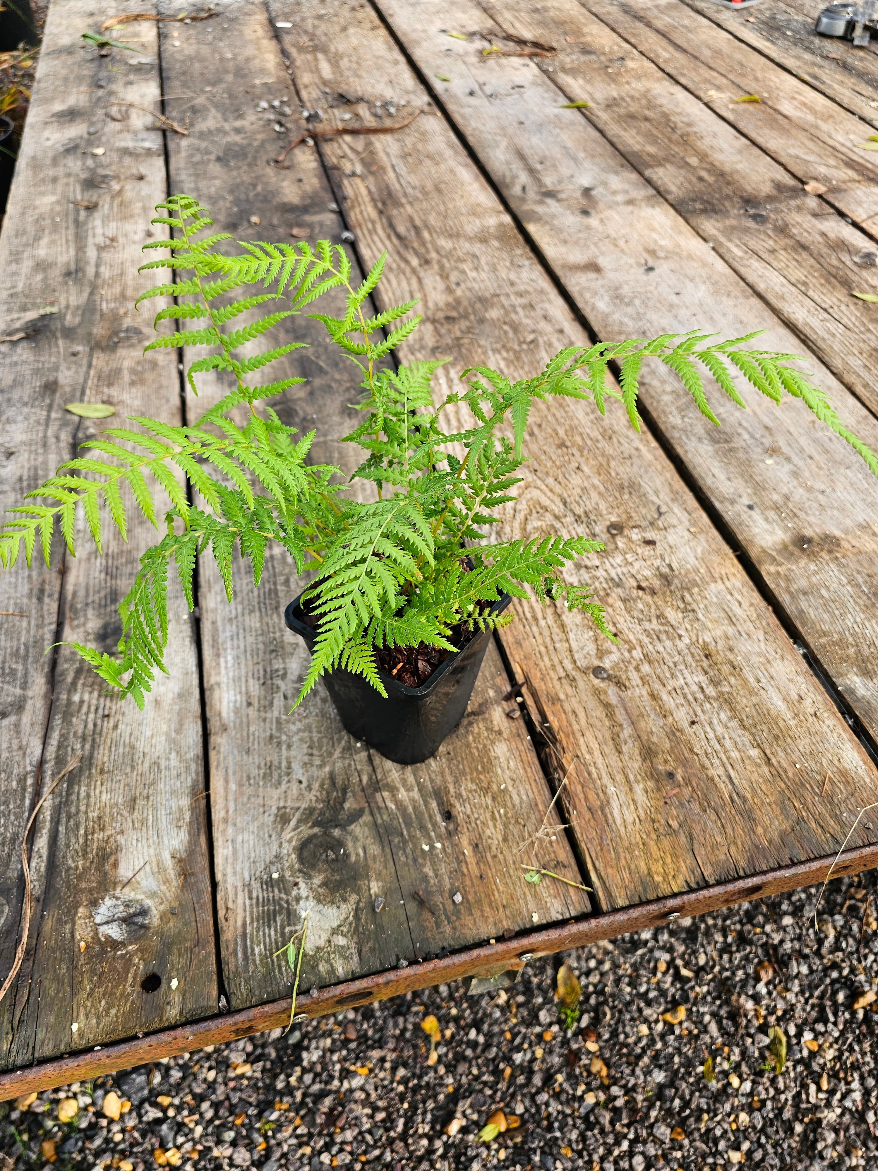 Dicksonia antartica  1ltr Juvenile Plant