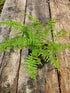 Athyrium filix-femina 'Victoriae' 1 ltr