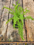 Athyrium filix-femina 'Victoriae' 1 ltr
