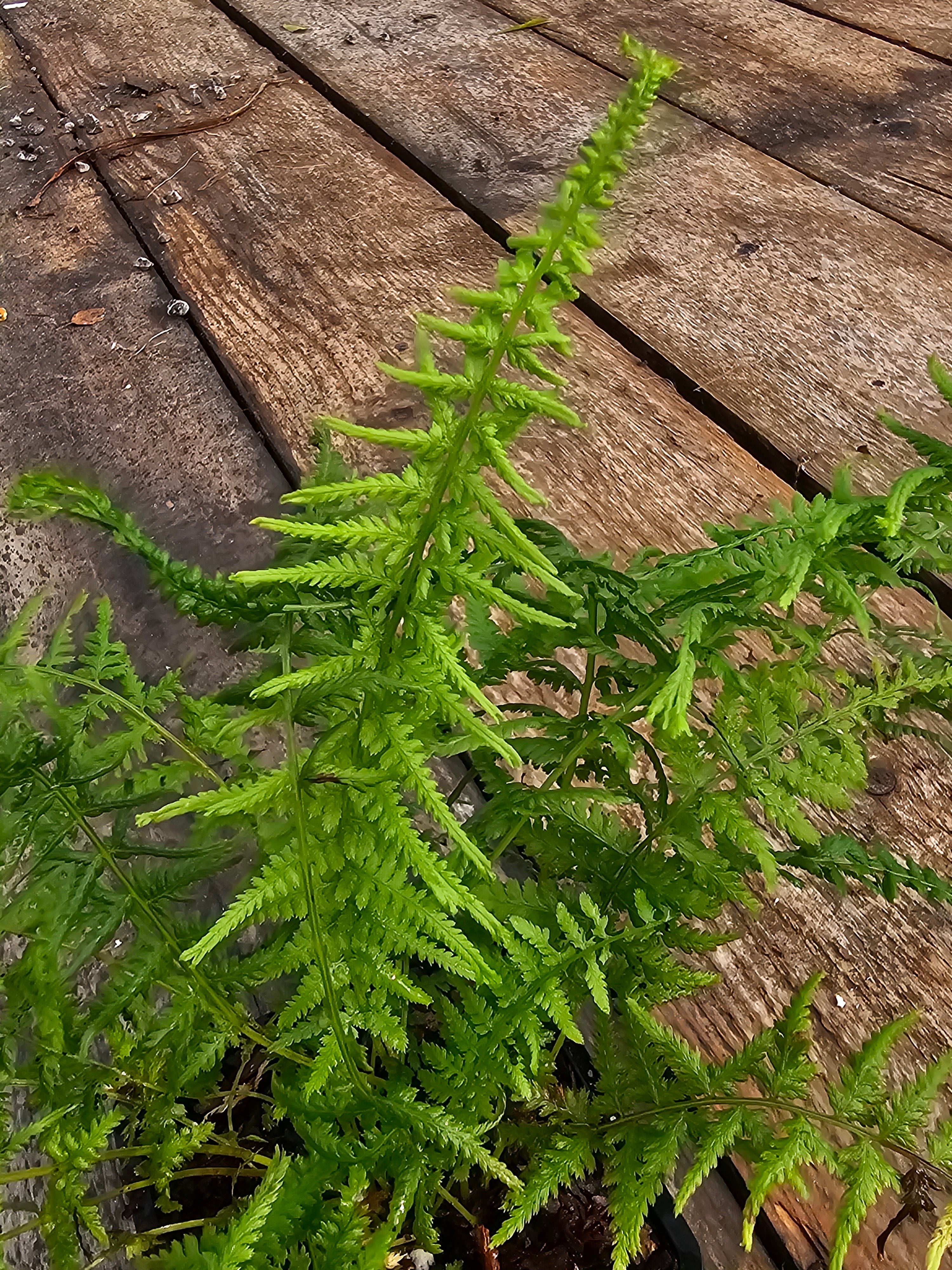 Athyrium filix-femina 'Victoriae' 1 ltr